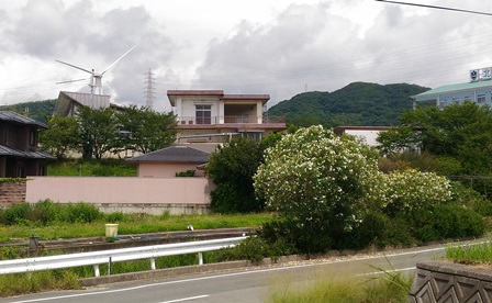 野島断層1.jpg